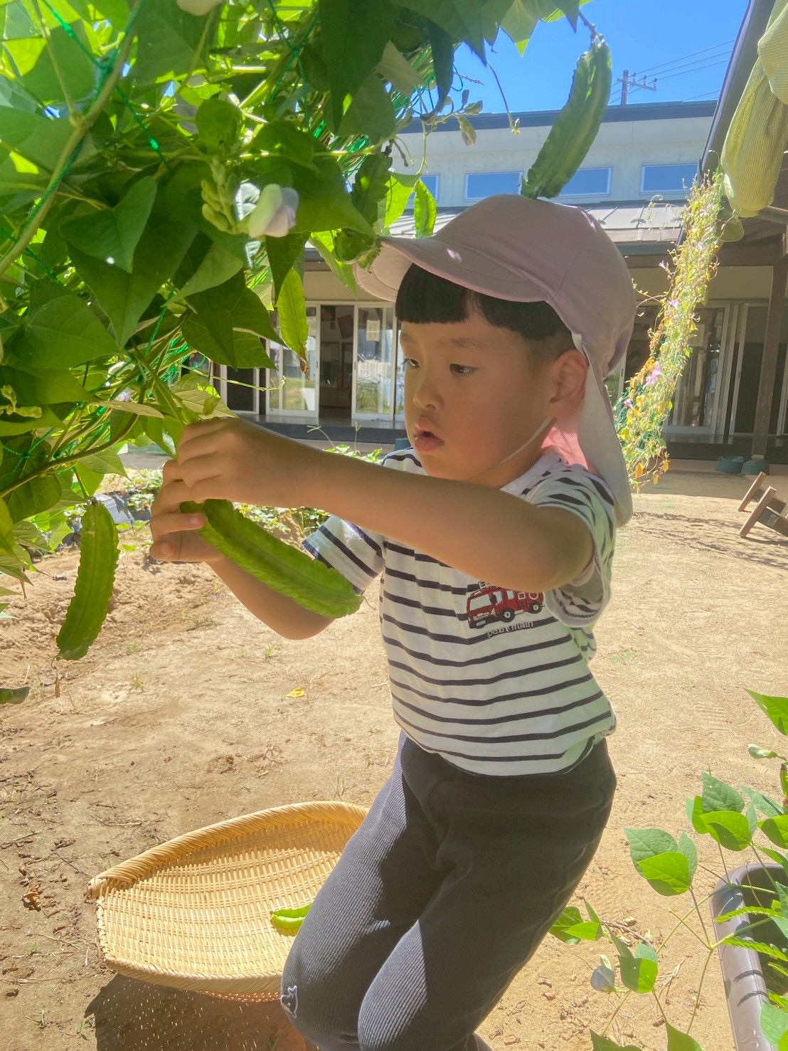 4歳ほし組 四角豆を食べてみよう!